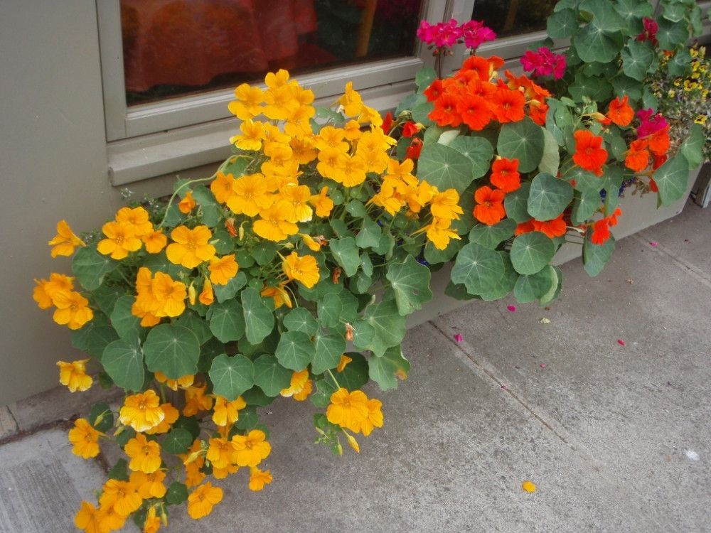 Kapuzinerkresse (Tropaeolum majus)