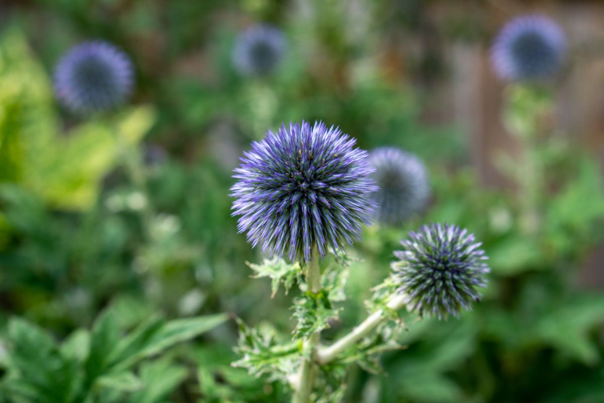 Kugeldistel (Echinops spp.)