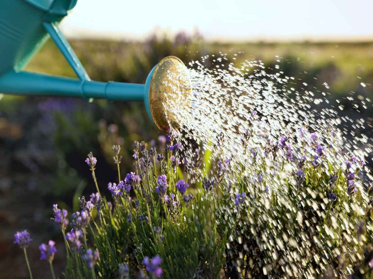 LAVENDEL ÜBERMÄSSIG BEWÄSSERN