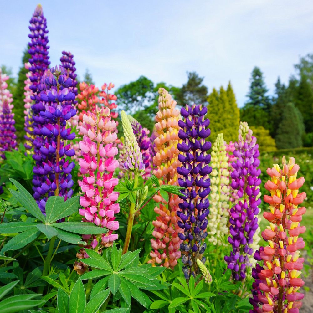 Lupine (Lupinus spp.)