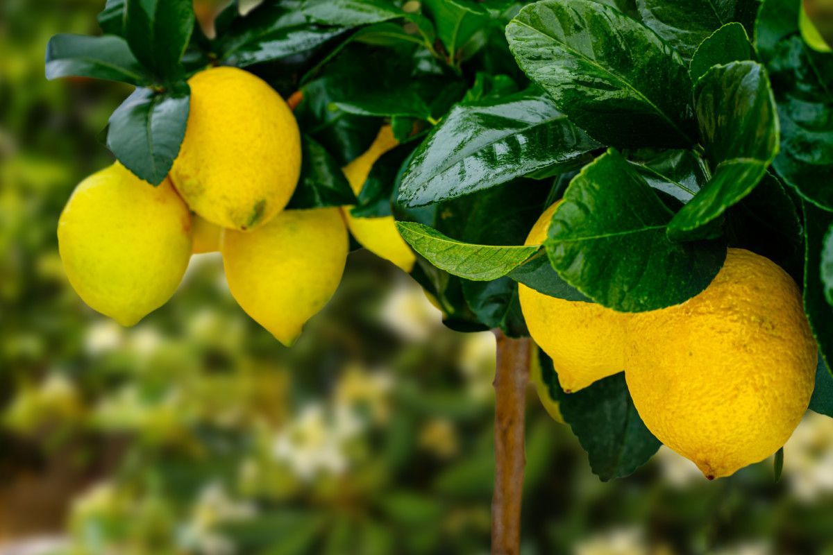 Meyer lemons growing on a compact Meyer lemon tree.