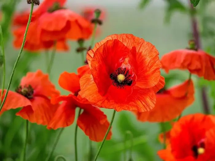 Mohn