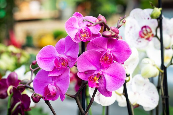 Orchidee