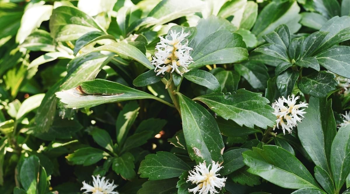 Pachysandra