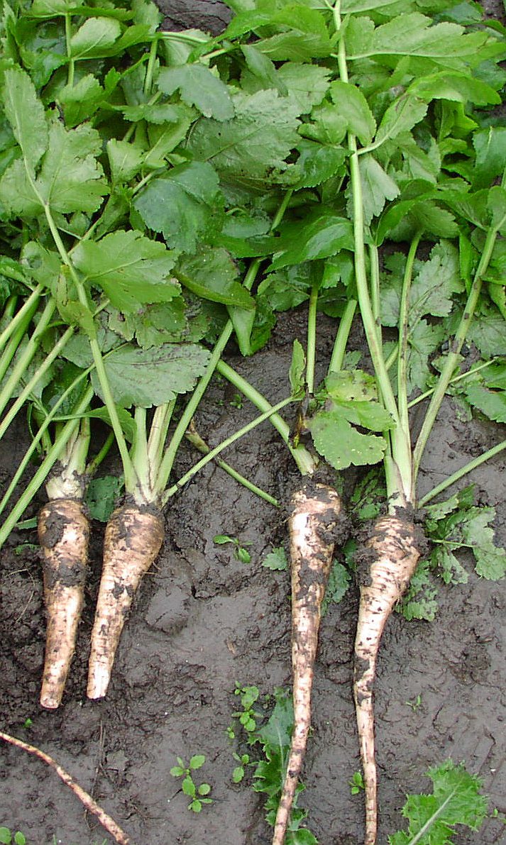 PARSNIPS