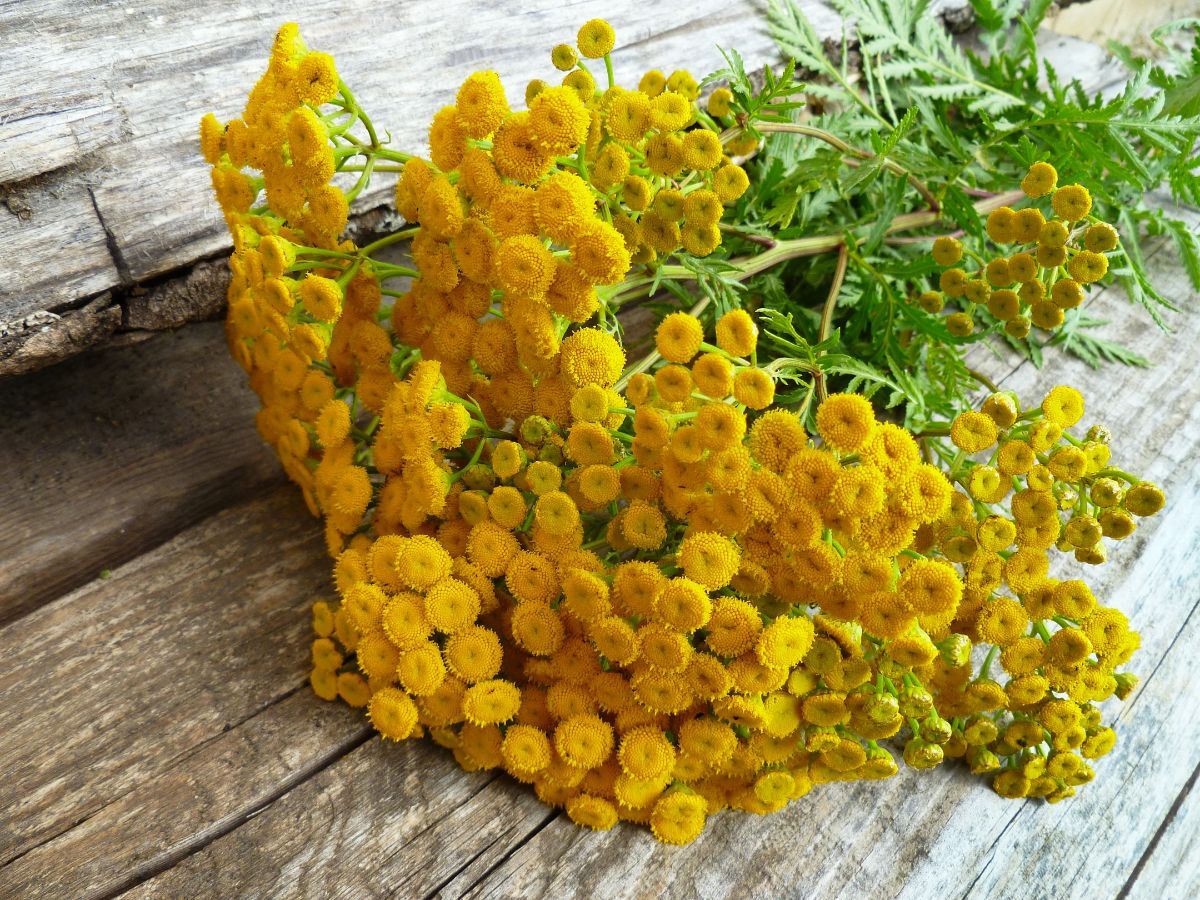 Rainfarn (Tanacetum vulgare)