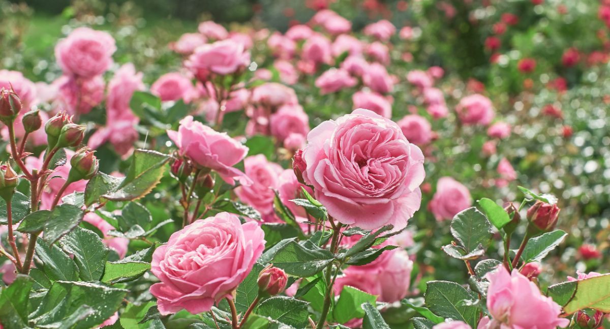 Rose (Rosa spp.)