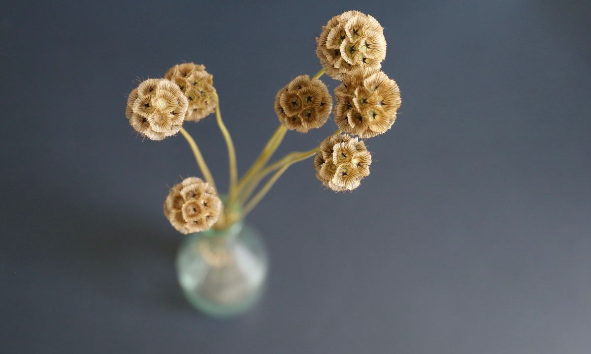 Scabiosa (Scabiosa spp.)