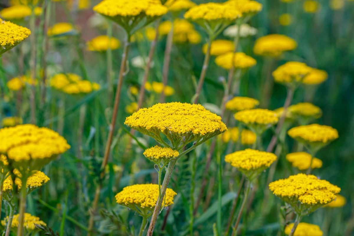 Schafgarbe (Achillea millefolium)