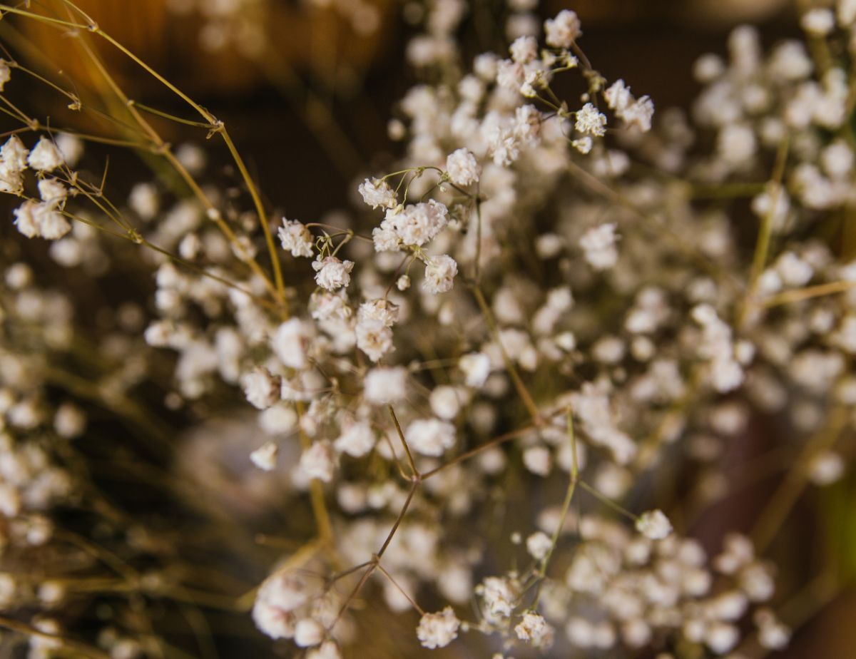 Schleierkraut (Gypsophila spp.)