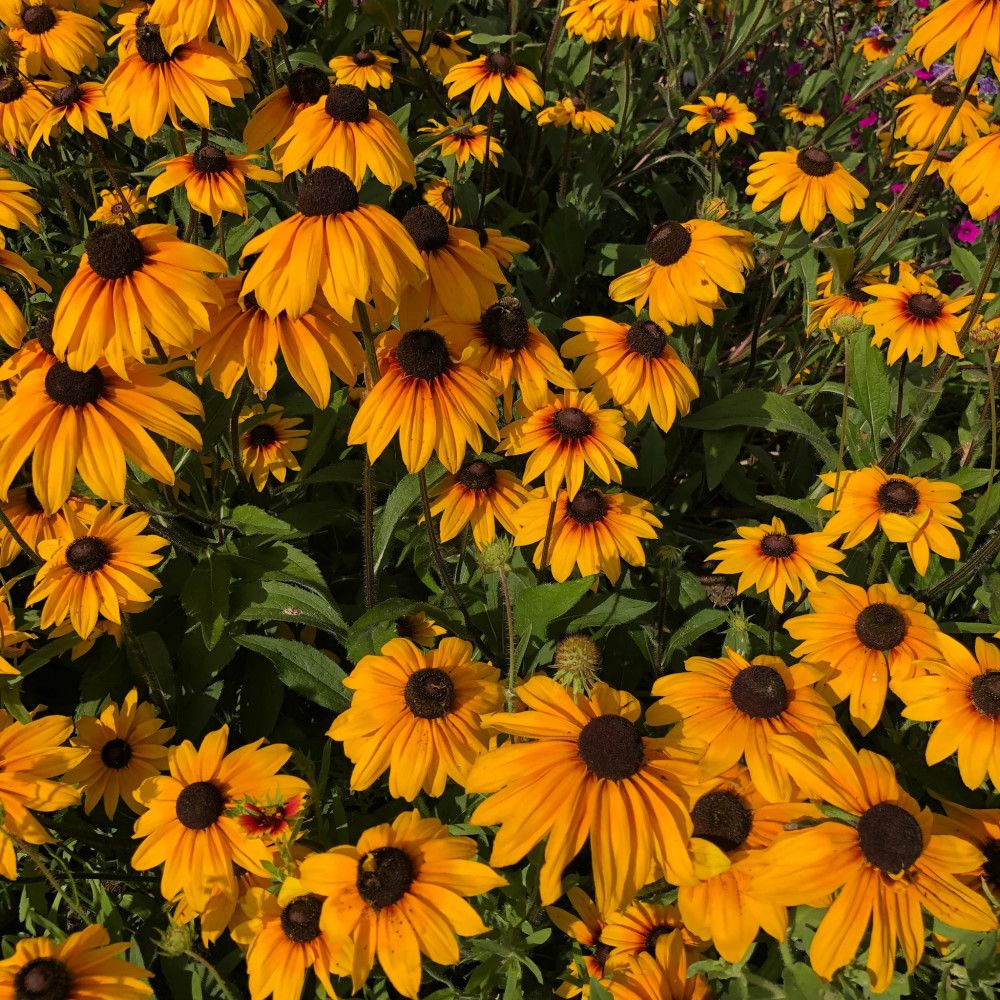 Schwarzäugige Susanna (Rudbeckia hirta)