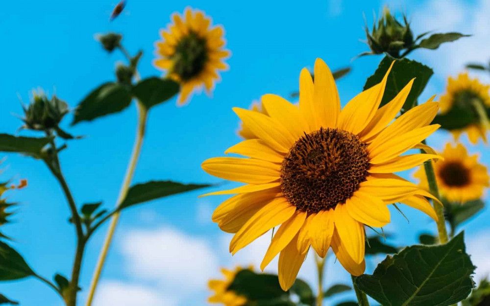 Sonnenblume (Helianthus annuus)