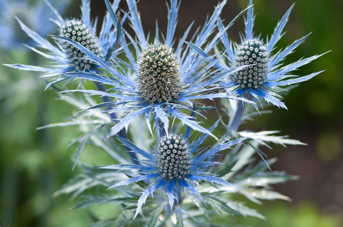 Stranddistel (Eryngium spp.)