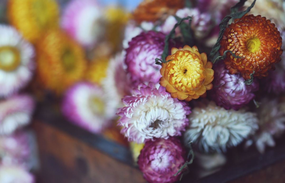 Strohblumen (Xerochrysum bracteatum)