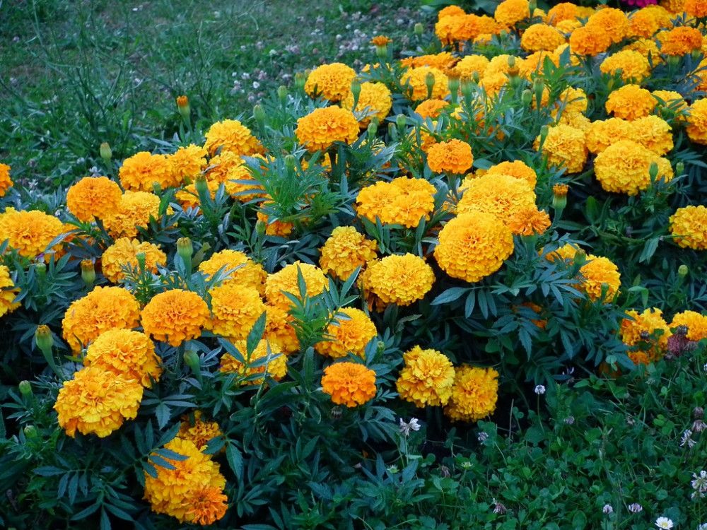 Studentenblume (Tagetes spp.)