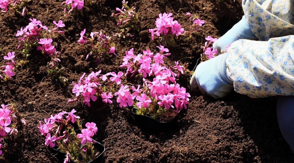 Tipps für die Sommerbepflanzung