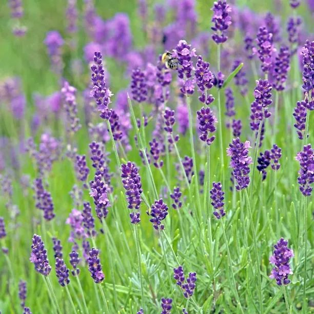 ÜBERDÜNGUNG VON LAVENDEL