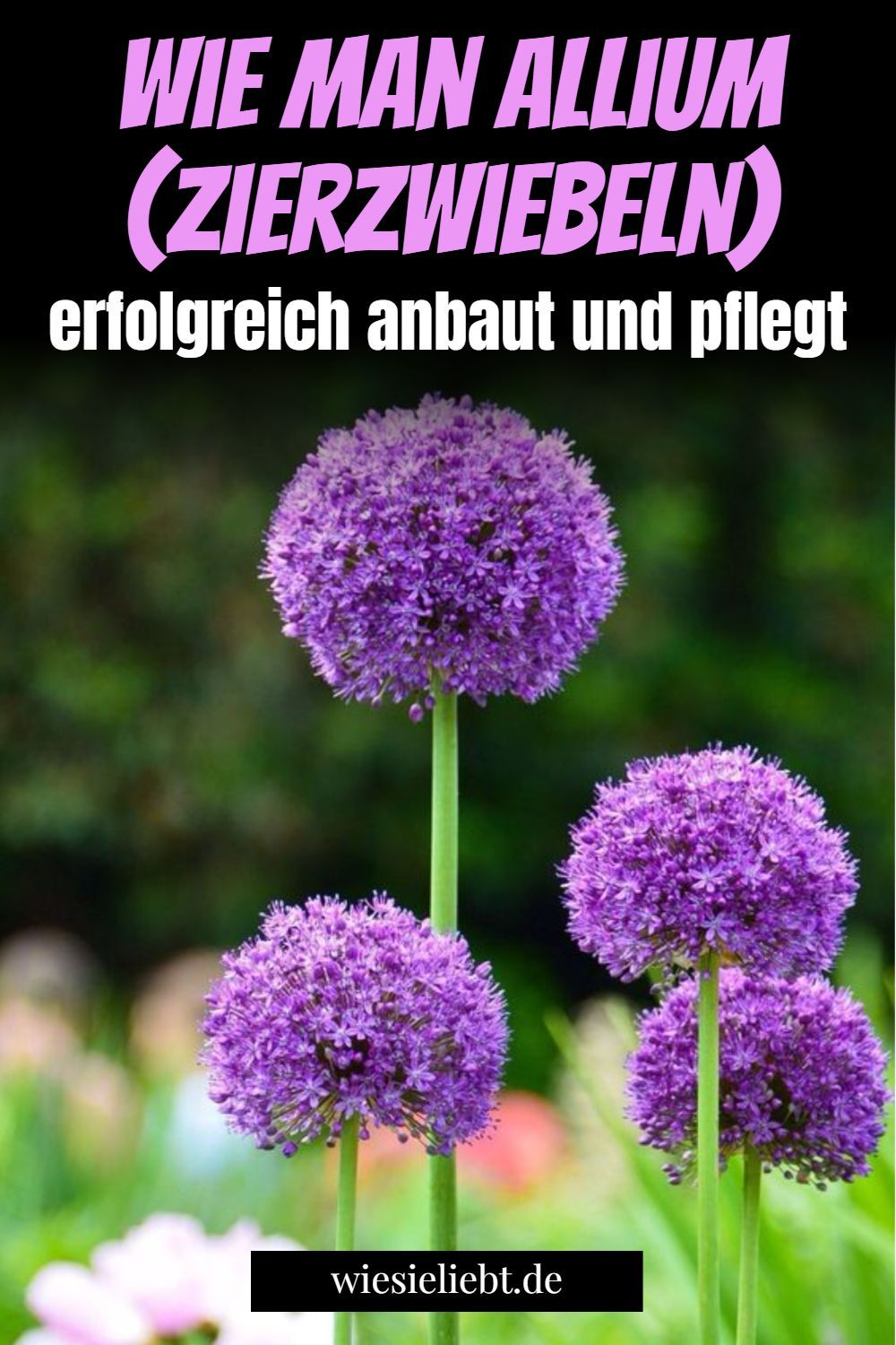 Wie man Allium (Zierzwiebeln) erfolgreich anbaut und pflegt