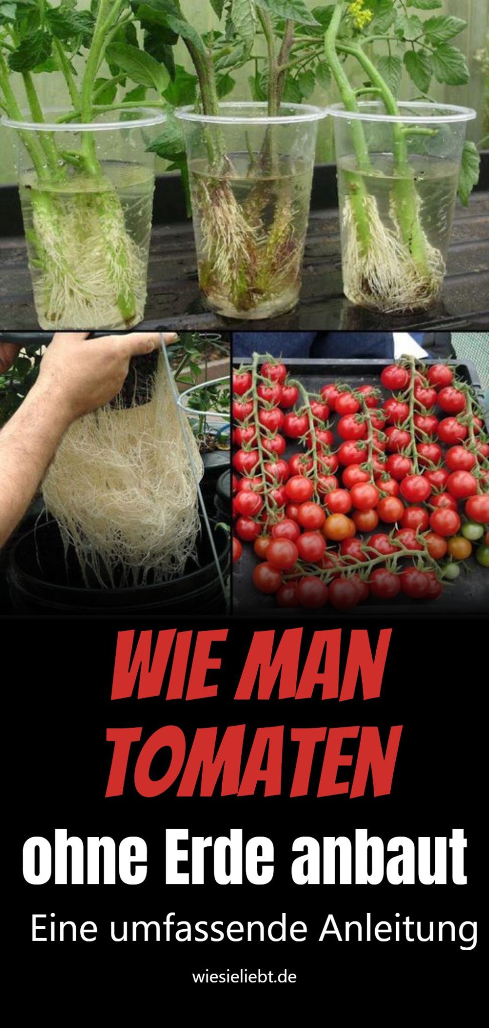 Wie man Tomaten ohne Erde anbaut Eine umfassende Anleitung