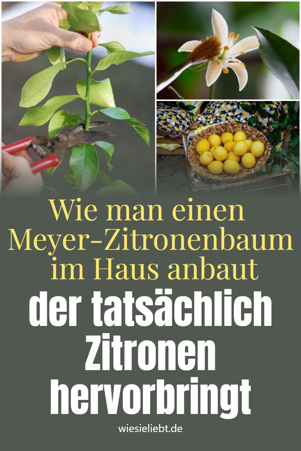 Wie man einen Meyer-Zitronenbaum im Haus anbaut der tatsächlich Zitronen hervorbringt