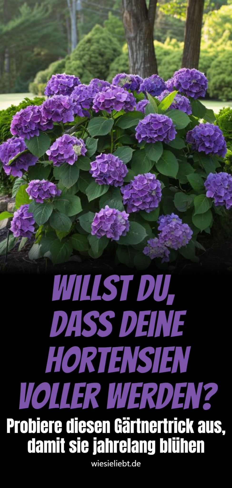 Willst du, dass deine Hortensien voller werden? Probiere diesen Gärtnertrick aus, damit sie jahrelang blühen