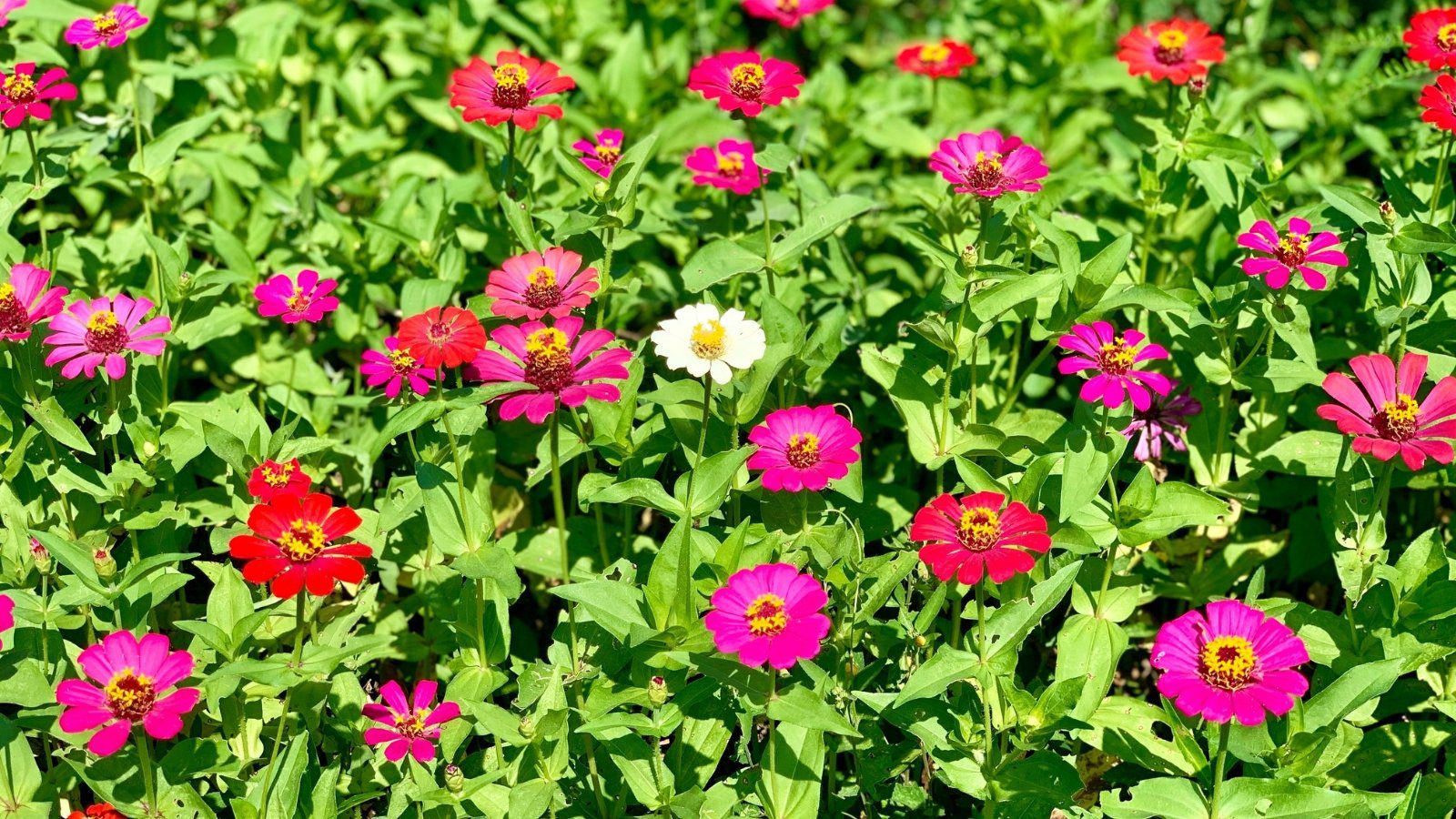 Zinnien