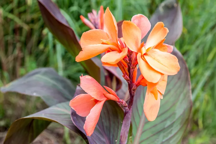 CANNA-LILIEN