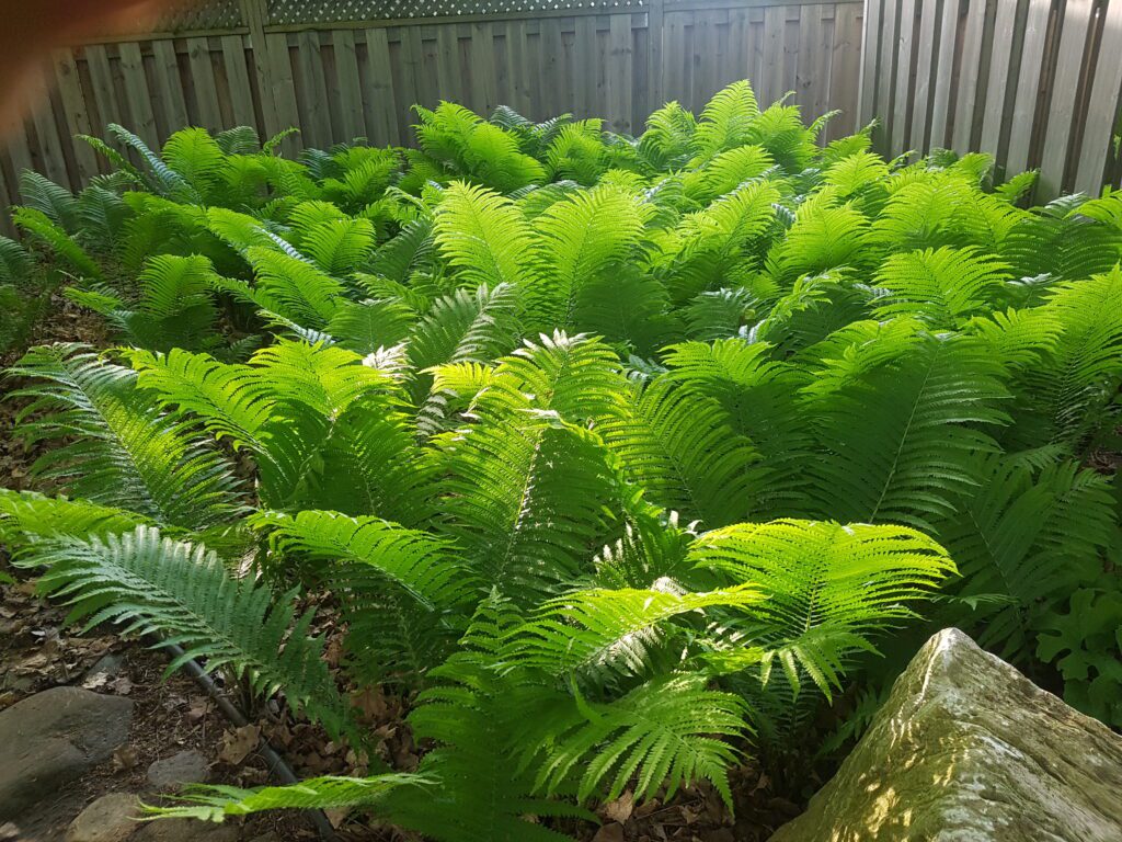 FERNS