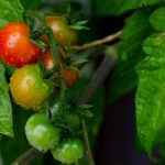Leg diese 9 Dinge in dein Tomatenpflanzloch und erhalte die saftigsten und größten Tomaten aller Zeiten