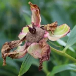 5 Pflanzen, denen du nie den Blütenkopf entfernen solltest – Experten sagen, dass es besser ist, diese verwelkenden Blüten hängen zu lassen