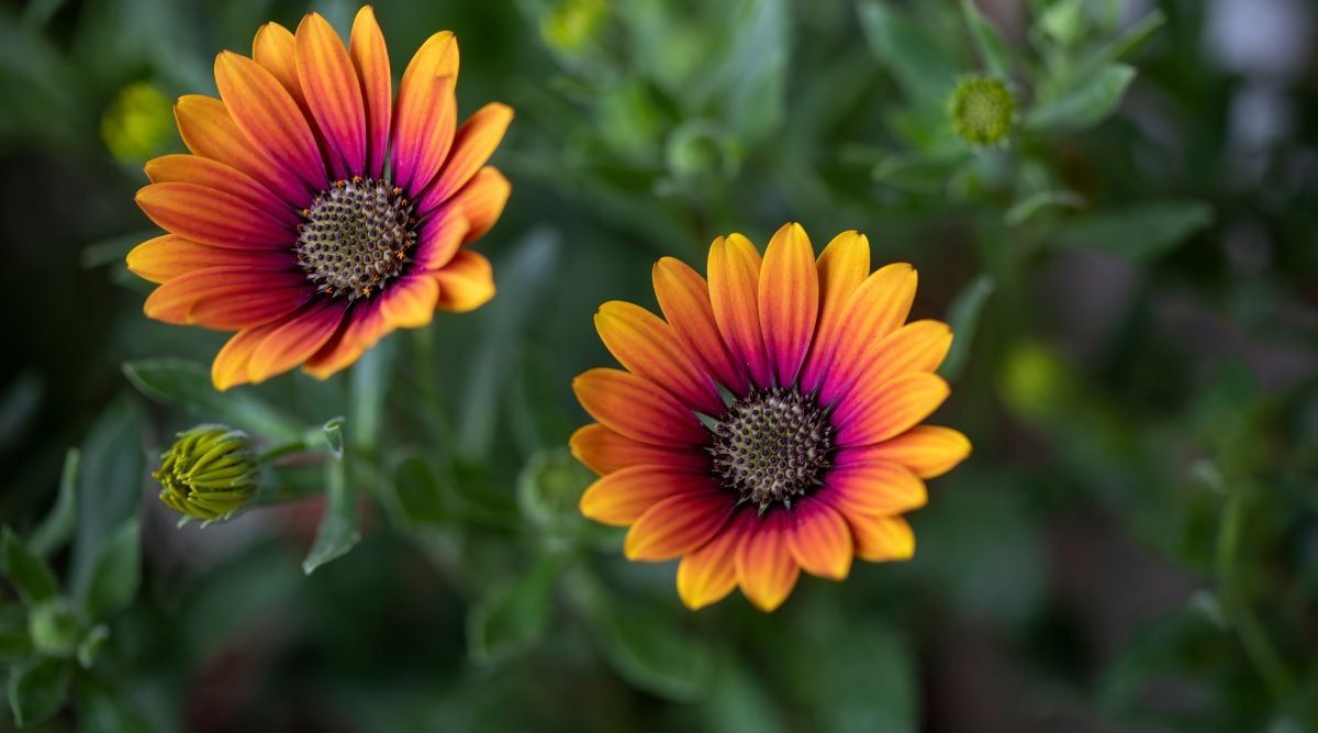 Afrikanisches Gänseblümchen