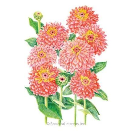 An illustration of full-grown Zinnia flowers with pink petals circling its head shifting to yellow in its center