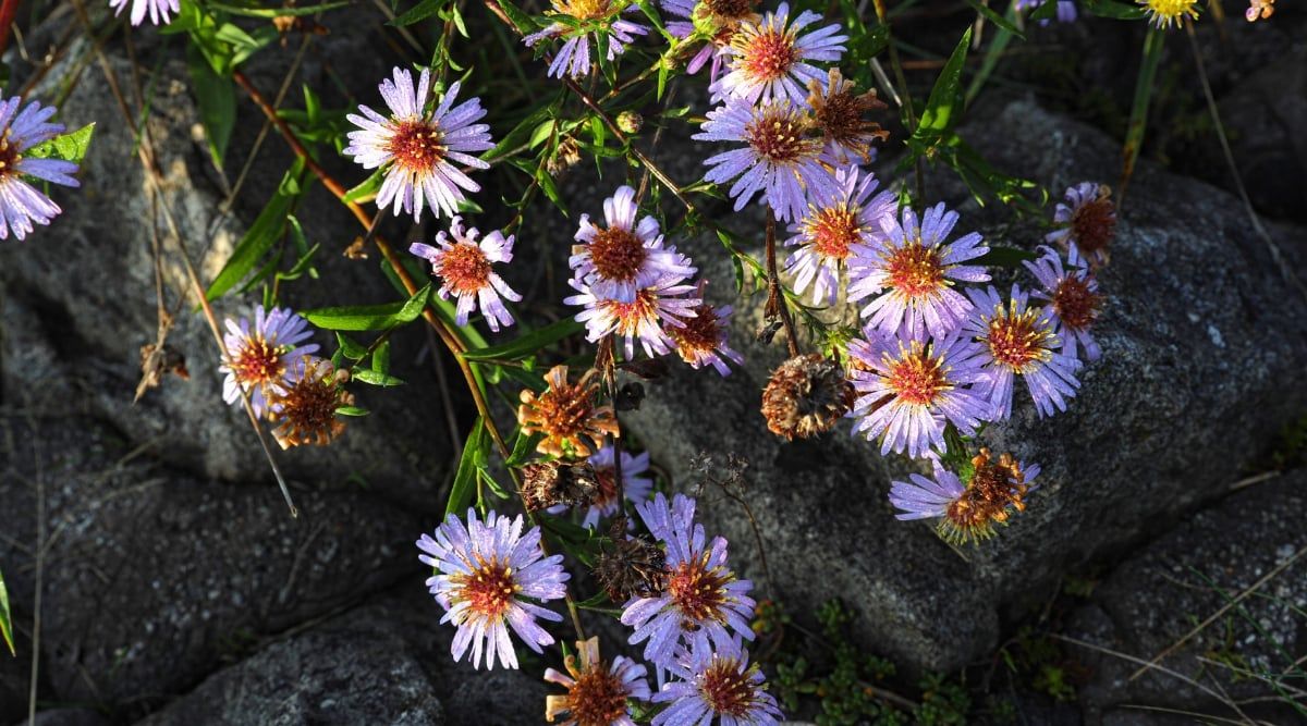 Aster