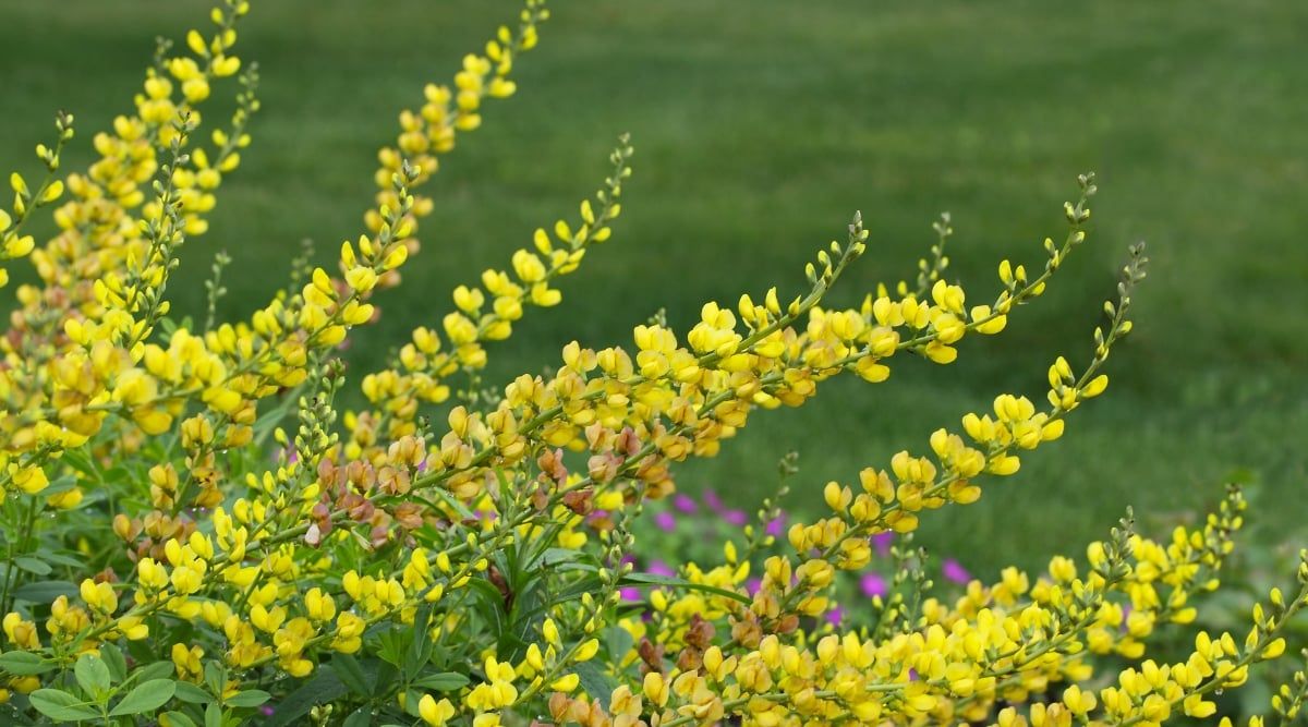 Baptisia