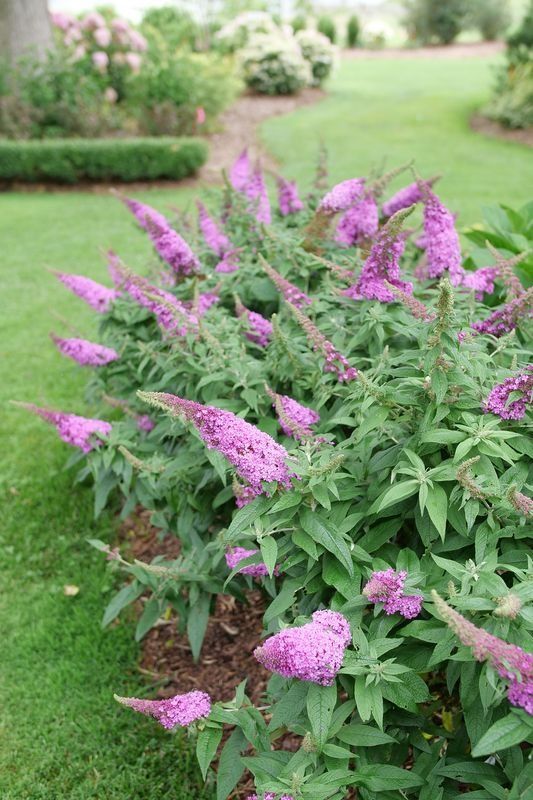 Buddleia breitet sich mit Lichtgeschwindigkeit aus und schadet deinem Ökosystem