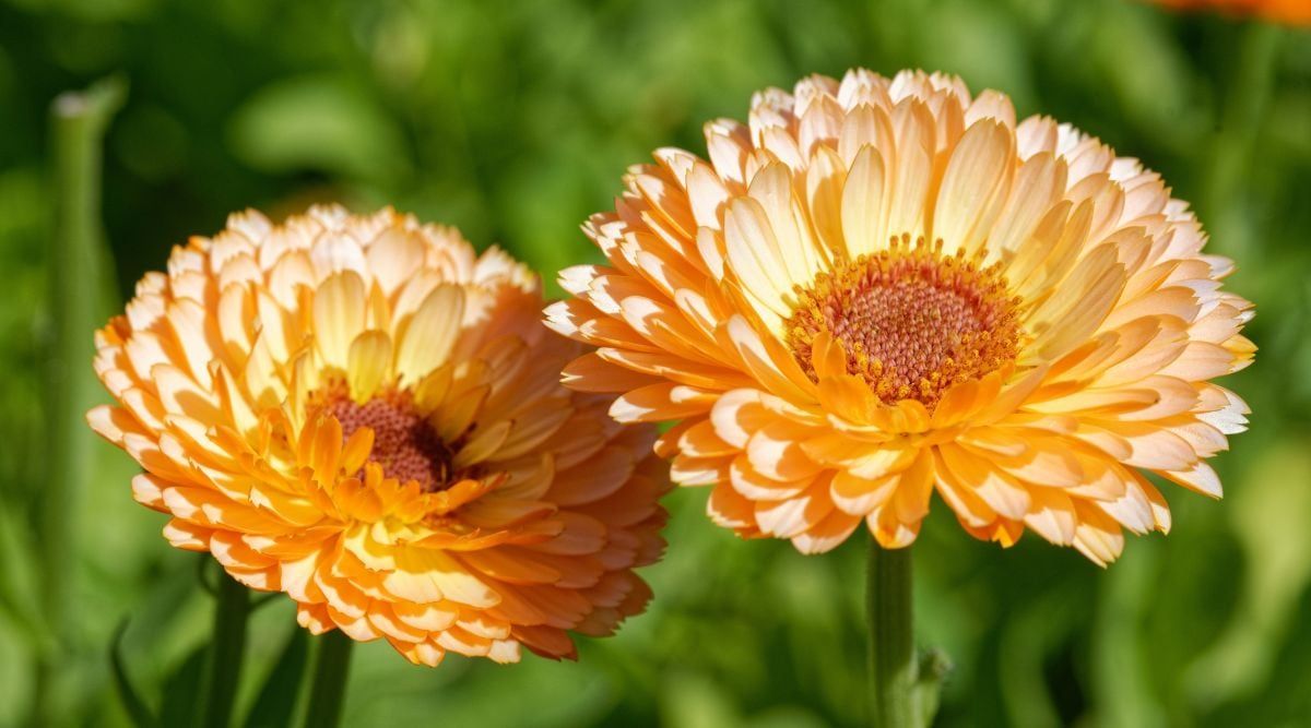 Calendula