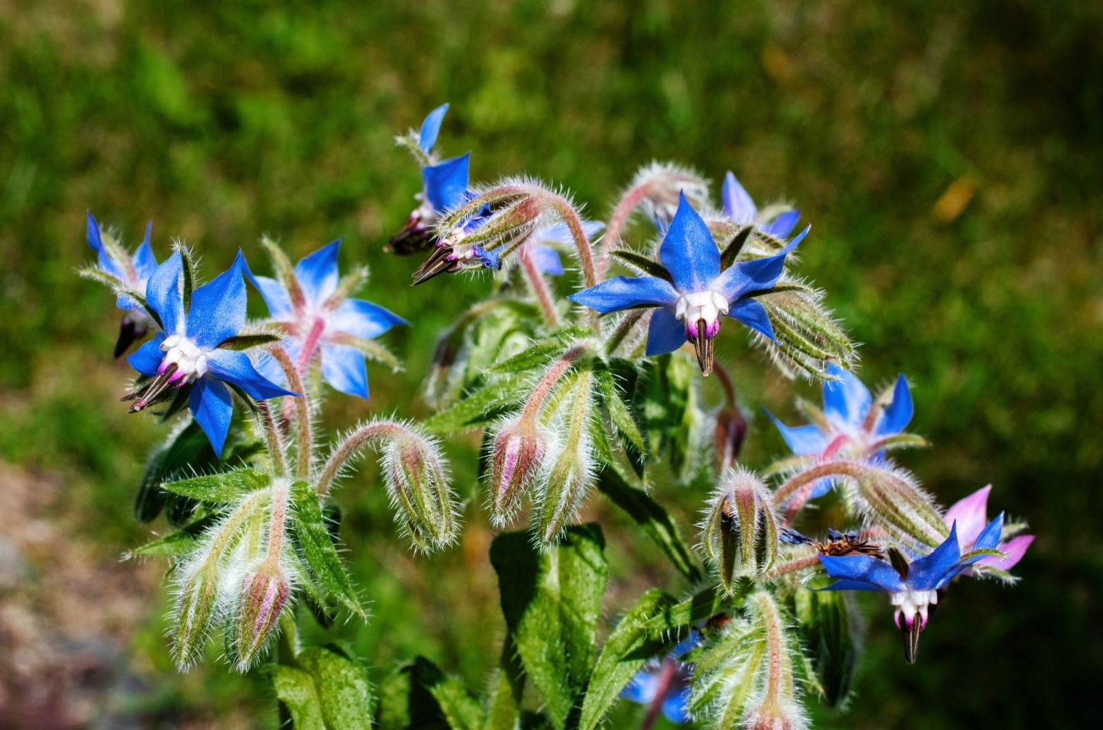 Close up view of borage starflowers