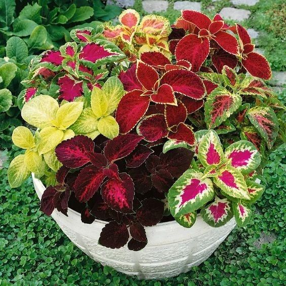 Coleus