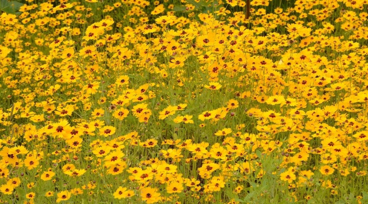 Coreopsis