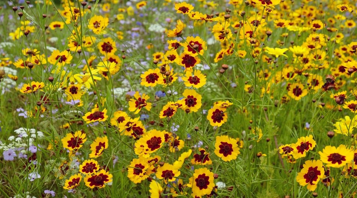 Coreopsis