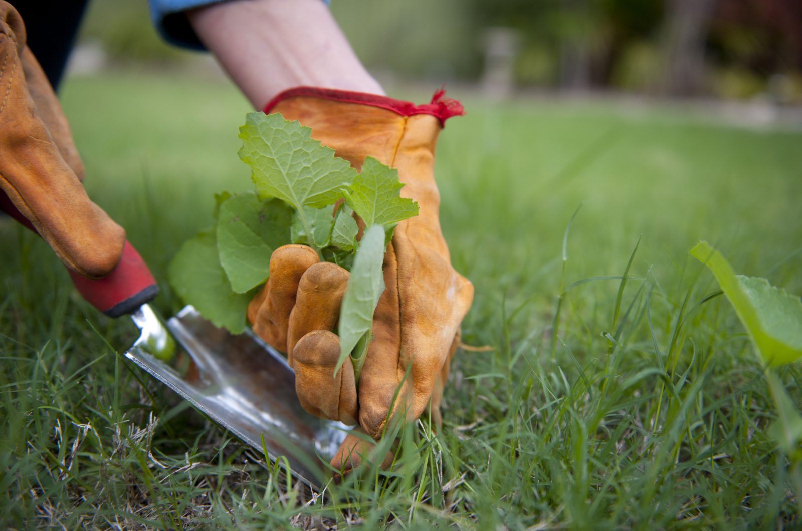 Destroying the Weeds