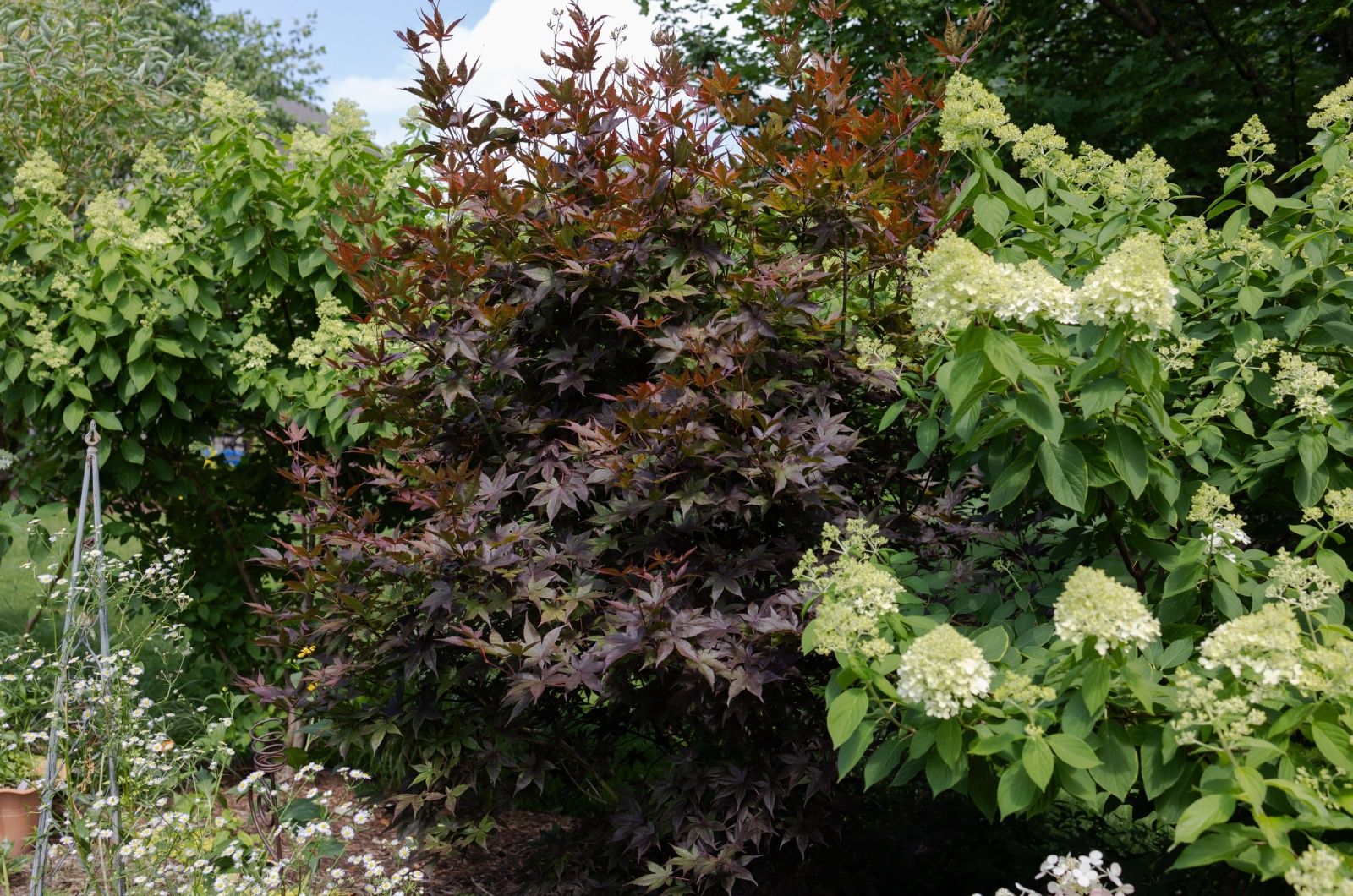 Die feurige Ästhetik mit 'Quick Fire' Hydrangea