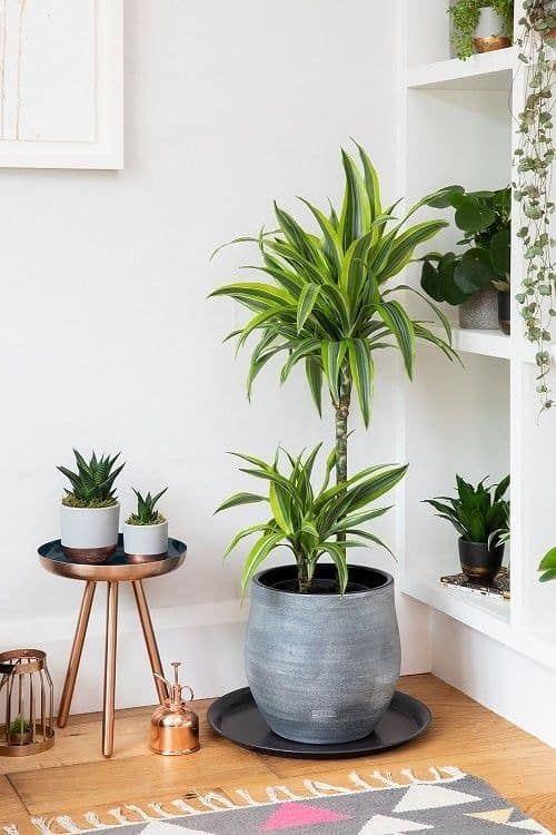 Dracaena