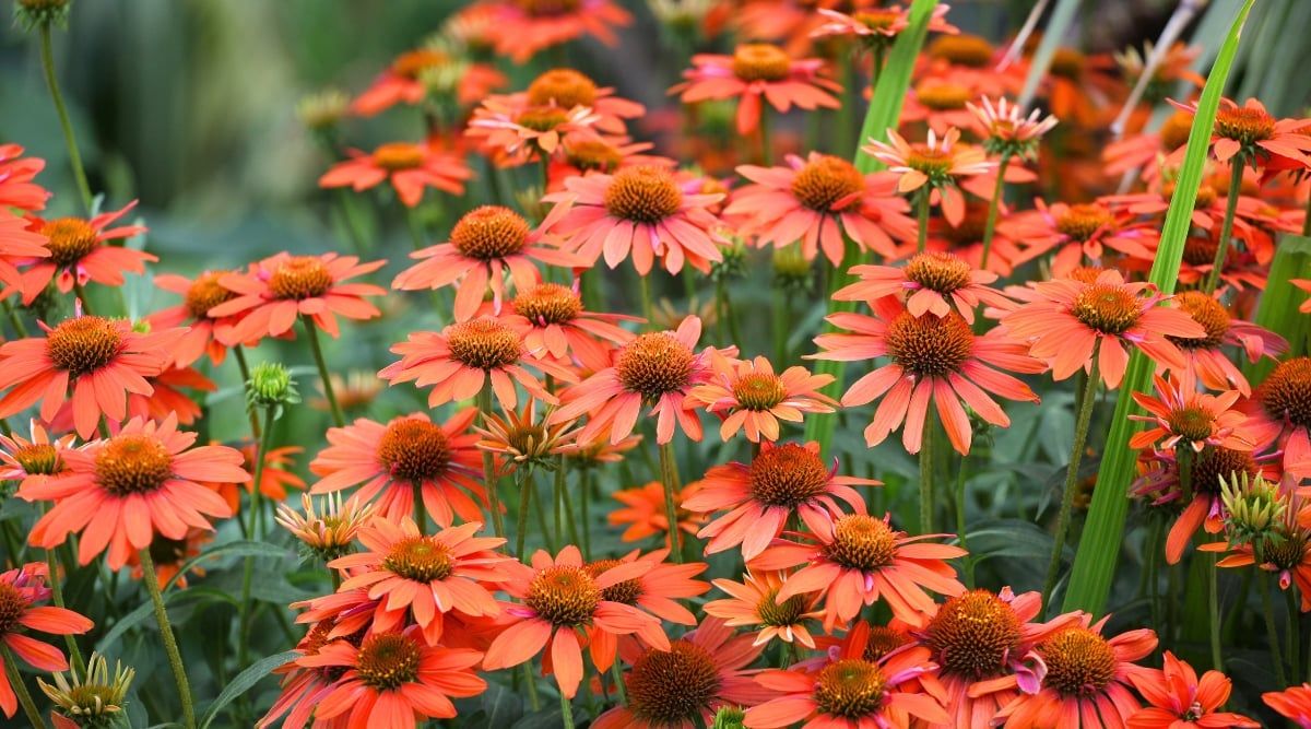 Echinacea