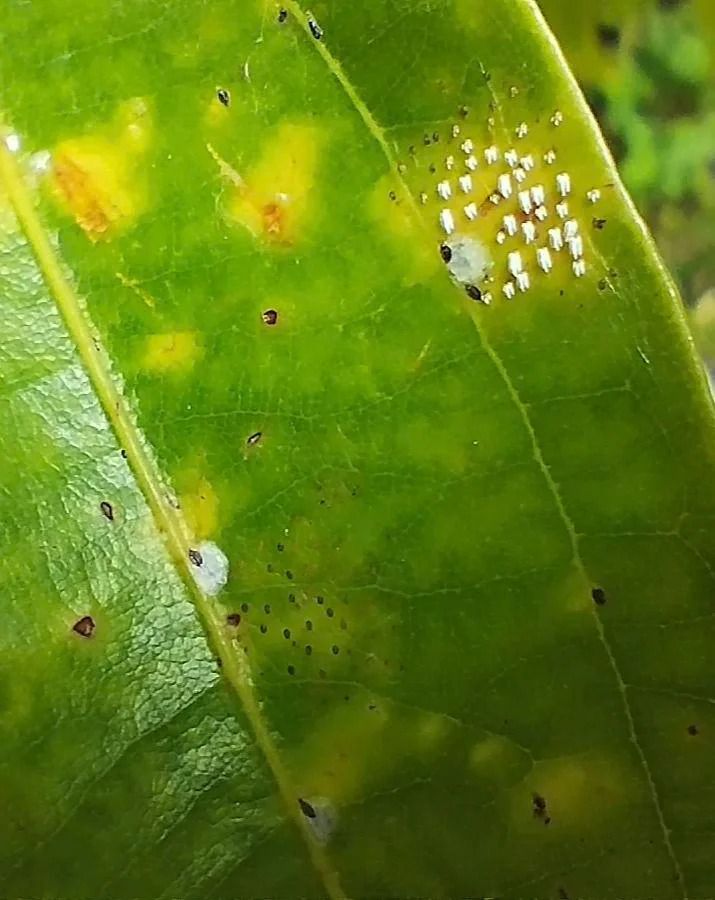 Er kann ungebetene Besucher in deinen Garten locken