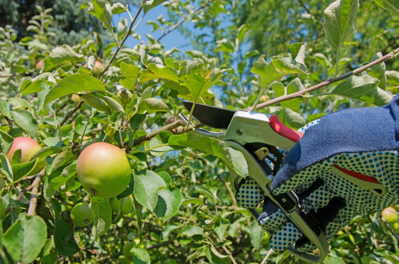 Fang mit Obstbäumen an