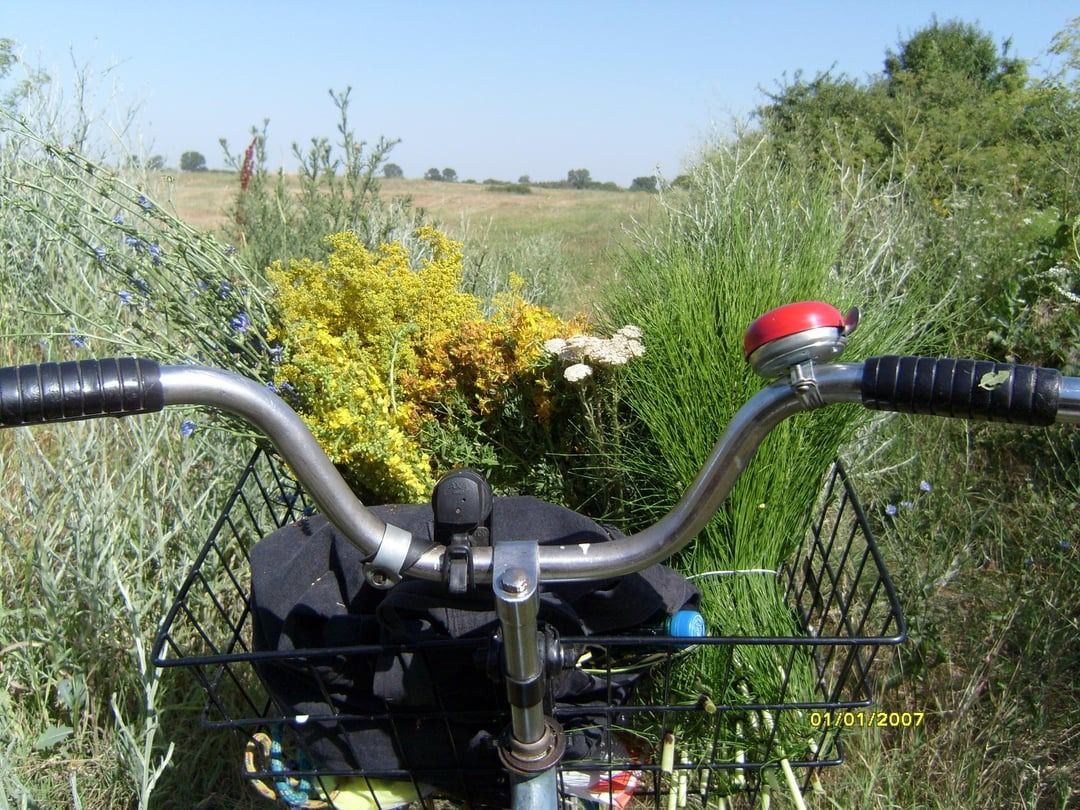 Frische Kräuter aus deinem Garten ernten