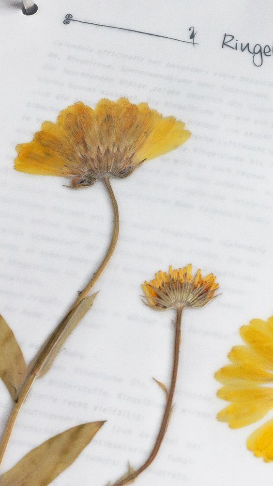 Führe deine Kleinen in das Herbarium ein, indem du eines mit dieser hübschen Blume anlegst