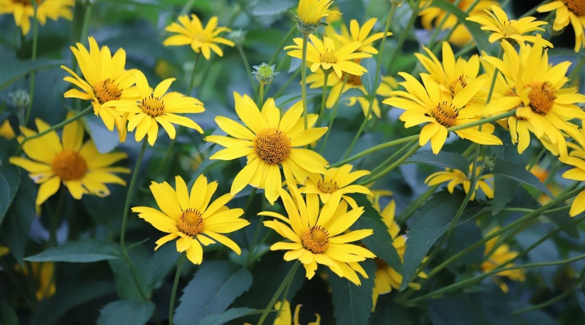 Heliopsis