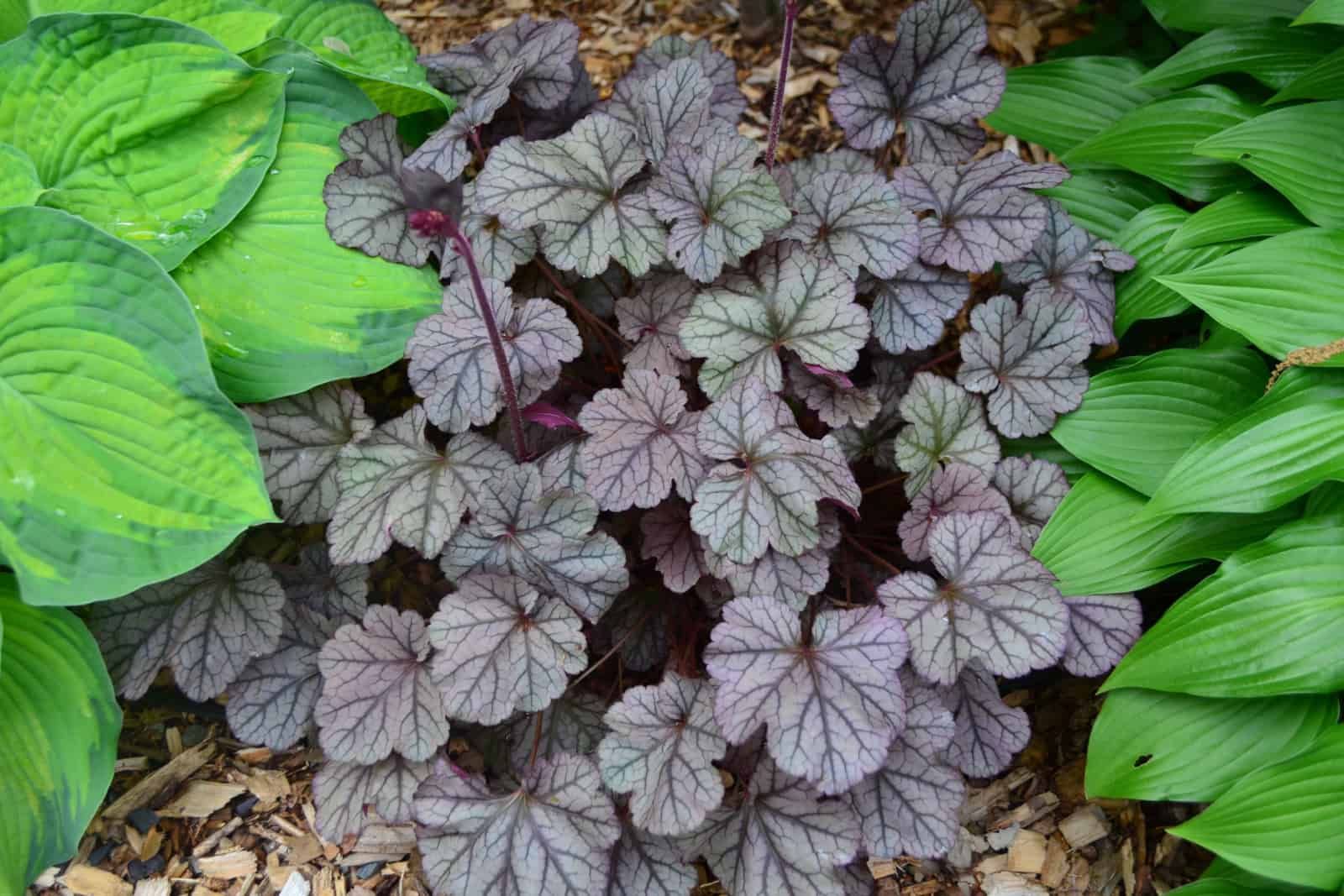 Heuchera